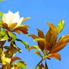 Örökzöld magnólia Magnolia grand. Bracken's Brown Beauty K