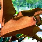 Örökzöld magnólia Magnolia grand. Bracken's Brown Beauty K