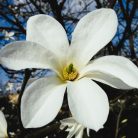 Japán liliomfa Magnolia Kobus K5 125/150
