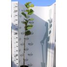 Japán liliomfa Magnolia Kobus K5 125/150