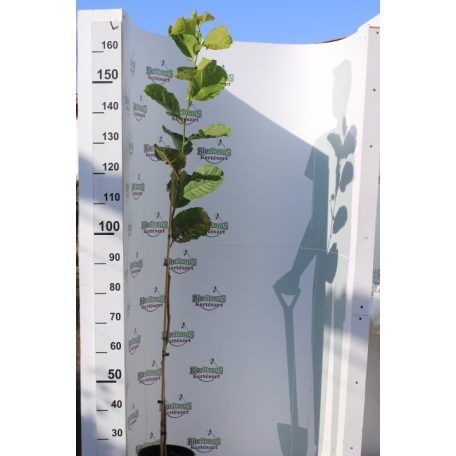 Japán liliomfa Magnolia Kobus K5 125/150