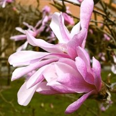 Liliomfa Magnolia loebneri Leonard Messel K2 40/60