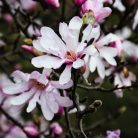 Liliomfa Magnolia loebneri Leonard Messel K2 40/60