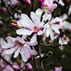 Liliomfa Magnolia loebneri Leonard Messel K2 40/60