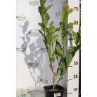 Liliomfa Magnolia loebneri Leonard Messel K2 40/60