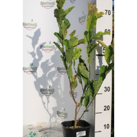 Liliomfa Magnolia loebneri Leonard Messel K2 40/60