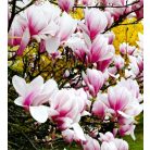 Nagyvirágú liliomfa Magnolia soulangeana K4 40/60