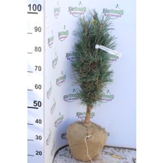   Oszlopos erdeifenyő Pinus sylvestris Fastigiata Glauca Fl 2x