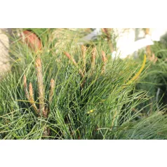 Himalájai selyemfenyő Pinus Wallichiana Fl 2xi 80/100