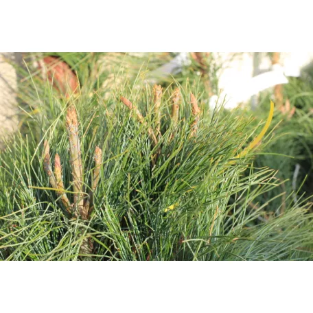 Himalájai selyemfenyő Pinus Wallichiana Fl 2xi 80/100