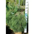 Himalájai selyemfenyő Pinus Wallichiana Fl 2xi 80/100