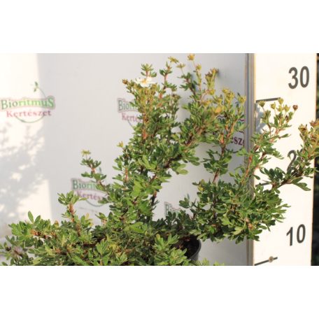 Cserjés pimpó Potentilla fr. Snowflake K2 30/40