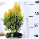 Morgan Keleti tuja Thuja occidentalis Morgan K2 20/30