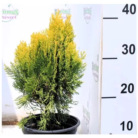 Morgan Keleti tuja Thuja occidentalis Morgan K2 20/30