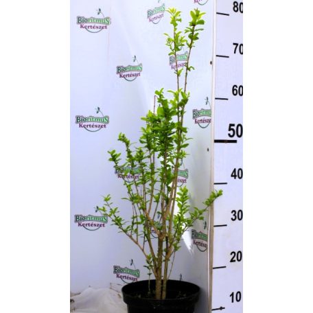 Teltvirágú (fehér, dísz) gránátalma Punica granatum Alba K3