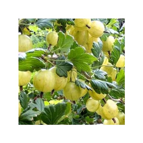 Egres zöld Invicta K3