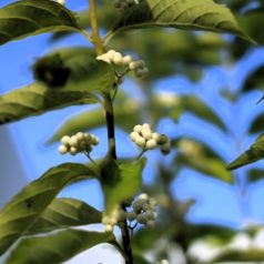 Japán lilabogyó Callicarpa japonica Leucocarpa