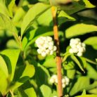 Japán lilabogyó Callicarpa japonica Leucocarpa