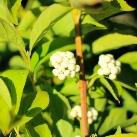 Japán lilabogyó Callicarpa japonica Leucocarpa