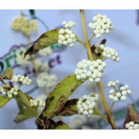 Japán lilabogyó Callicarpa japonica Leucocarpa
