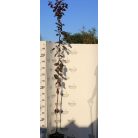 Vérszilva Prunus cerasifera Woodii 5,6L