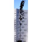 Vérszilva Prunus cerasifera Woodii 5,6L