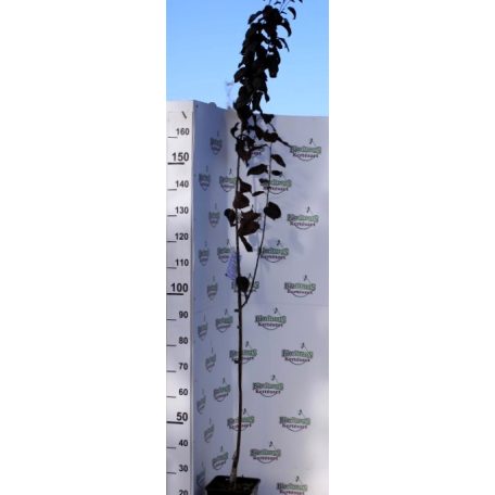 Vérszilva Prunus cerasifera Woodii 5,6L