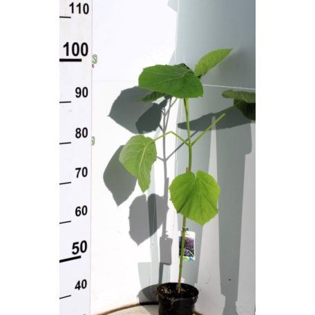 Császárfa Paulownia tomentosa 60-80 cm