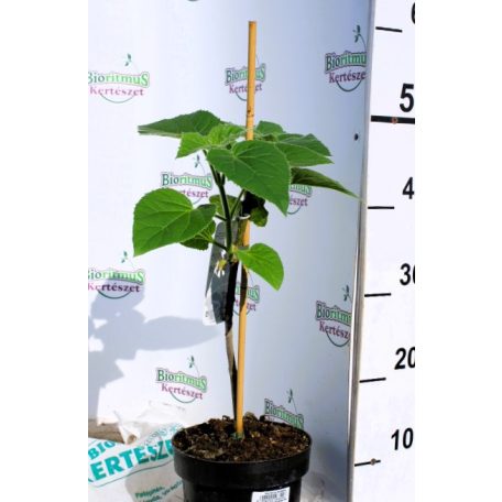Nagylevelű császárfa Paulownia tomentosa 60-80 cm
