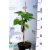 Nagylevelű császárfa Paulownia tomentosa 60-80 cm