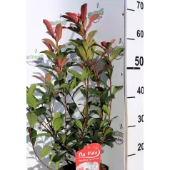 Korallberkenye Photinia x fraseri Carré Rouge 40 cm