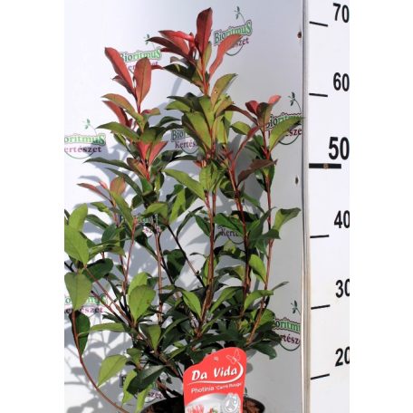 Korallberkenye Photinia fras.Carré Rouge 40 cm