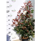 Korallberkenye Photinia fras. Red Robin 70-90 cm