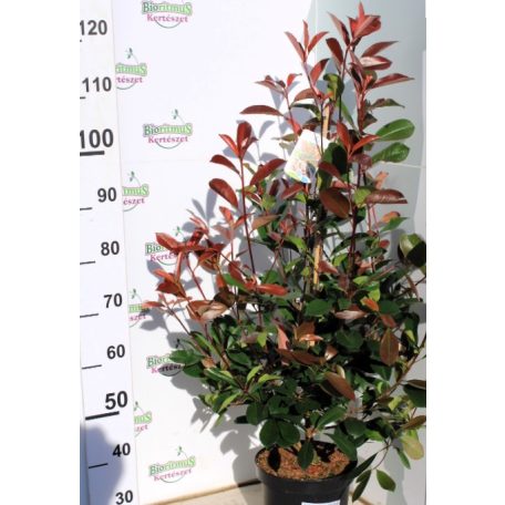 Korallberkenye Photinia fras.Red Robin 70-90 cm