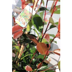 Korallberkenye Photinia fras. Red Robin 70-90 cm