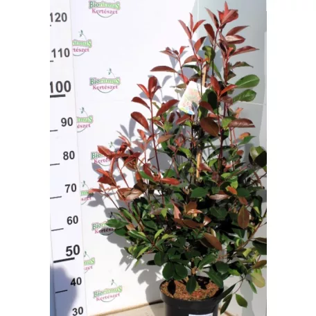 Korallberkenye Photinia fras. Red Robin 70-90 cm