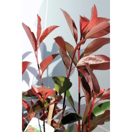 Korallberkenye Photinia fras. Red Robin 70-90 cm