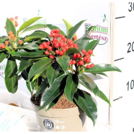 Kínai dérbabér Skimmia reevesiana 30-35 cm