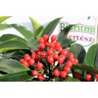 Kínai dérbabér Skimmia reevesiana 30-35 cm