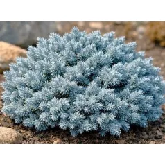   Himalájai törpe boróka Juniperus squamata Blue Star 30-40 cm