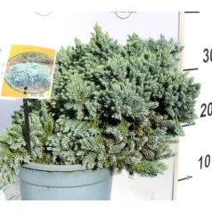   Himalájai törpe boróka Juniperus squamata Blue Star 30-40 cm