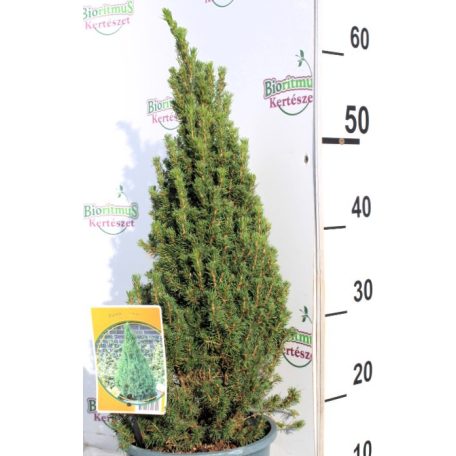 Törpe cukorsüvegfenyő Picea gl. Laurin 30-40 cm