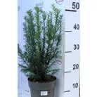 Hibrid tiszafa Taxus media Groenland 35-40 cm