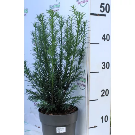 Hibrid tiszafa Taxus media Groenland 35-40 cm