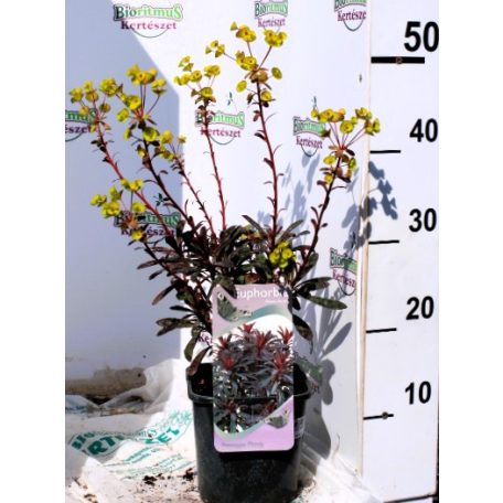 Színes kutyatej Euphorbia Minor's Merlot