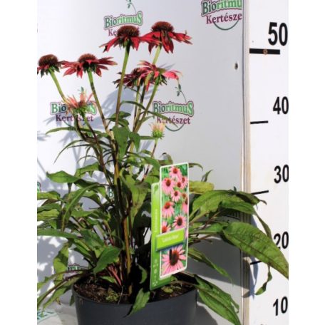 Bíbor kasvirág Echinacea Lakota Rose 40-45 cm