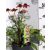 Bíbor kasvirág Echinacea Lakota Rose 40-45 cm