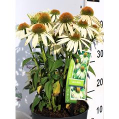 Kasvirág Echinacea Lakota White 40-45 cm