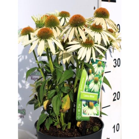 Kasvirág Echinacea Lakota White 40-45 cm