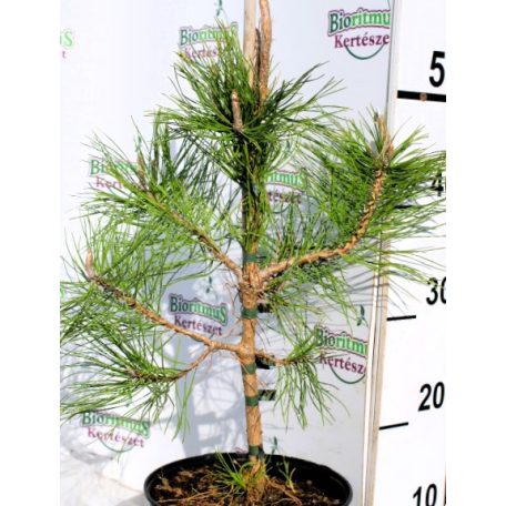 Feketefenyő Pinus nigra K3 30/40